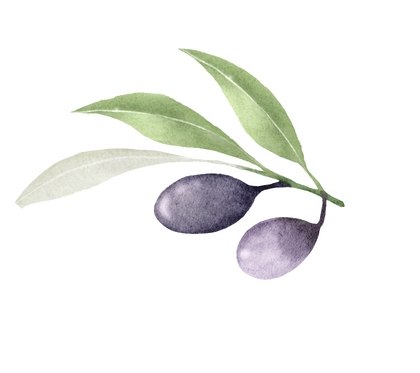 feuille_olivier_dessin